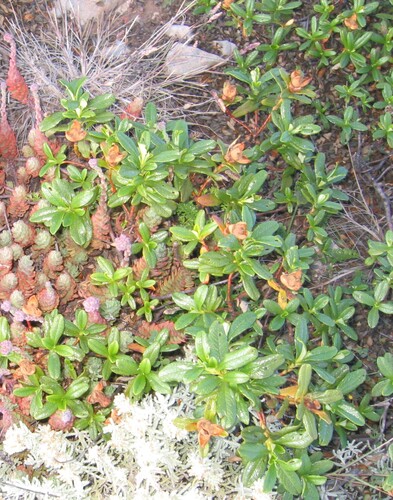 Cistus ladanifer