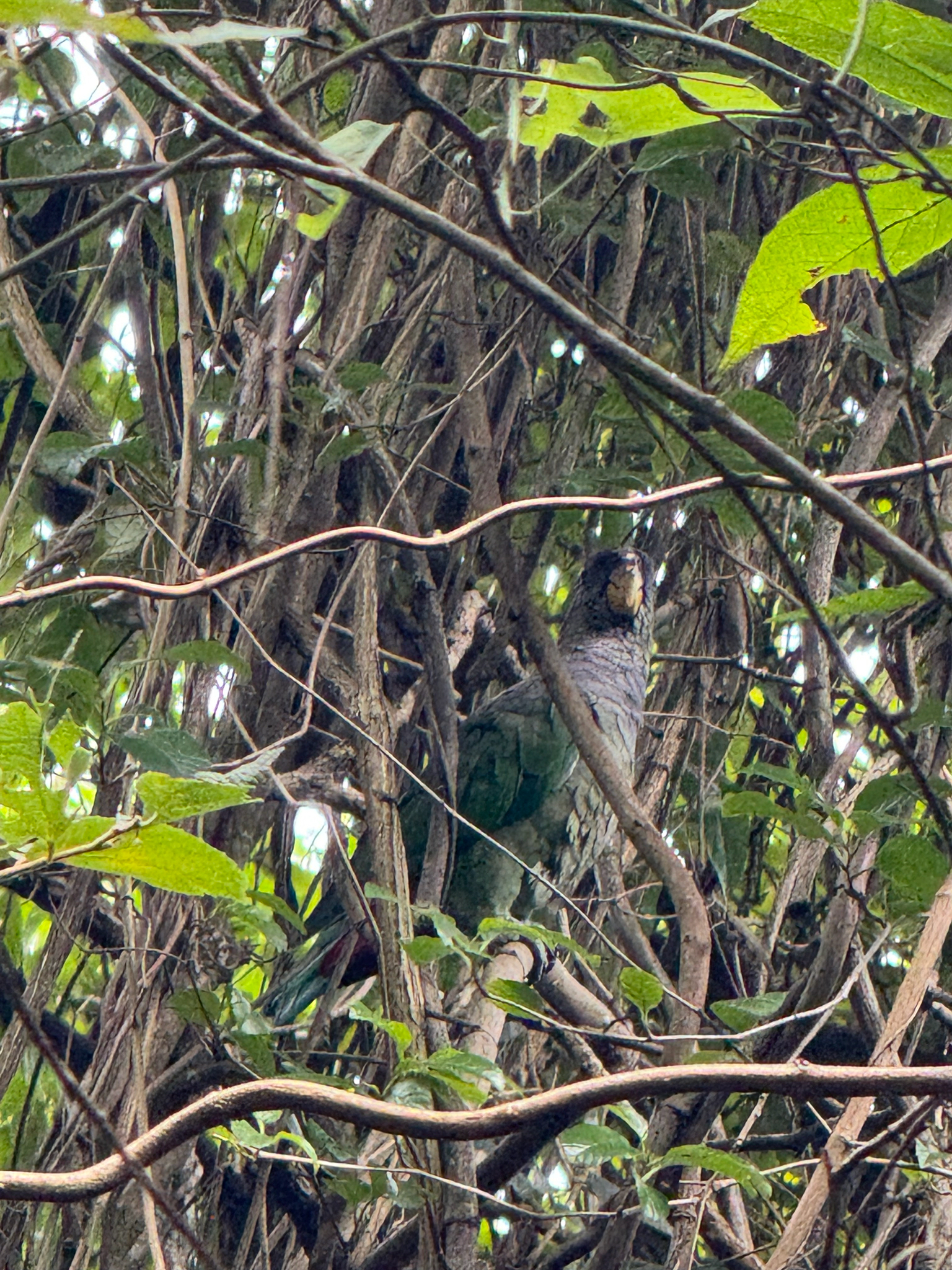 Scaly-headed Parrot (Pionus maximiliani), photo 8