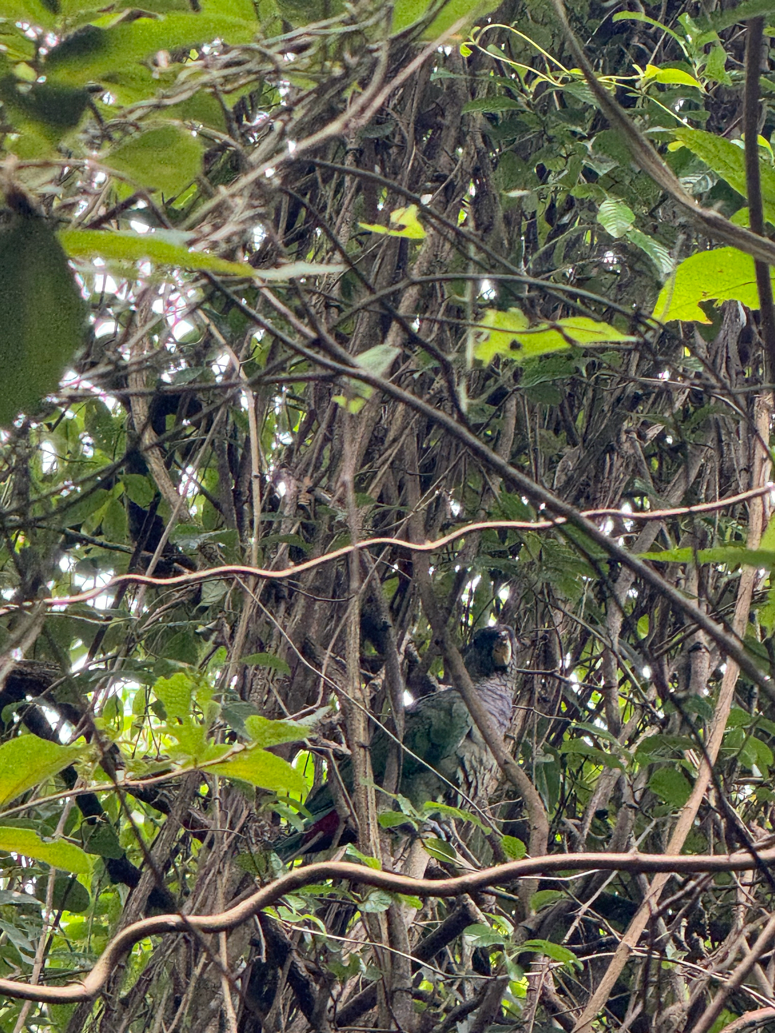 Scaly-headed Parrot (Pionus maximiliani), photo 9