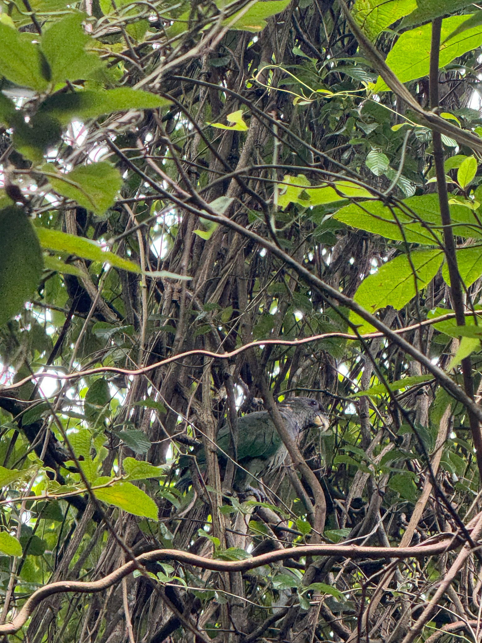 Scaly-headed Parrot (Pionus maximiliani), photo 10