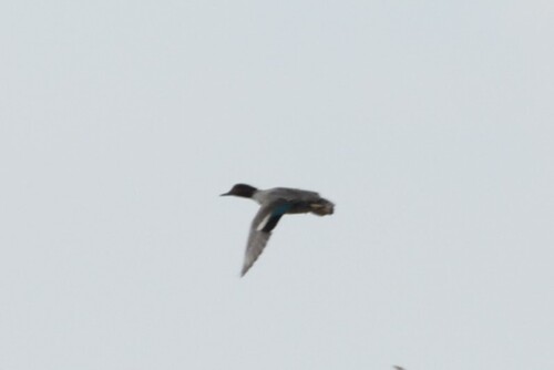 Green-winged Teal