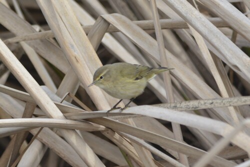Common Chiffchaff