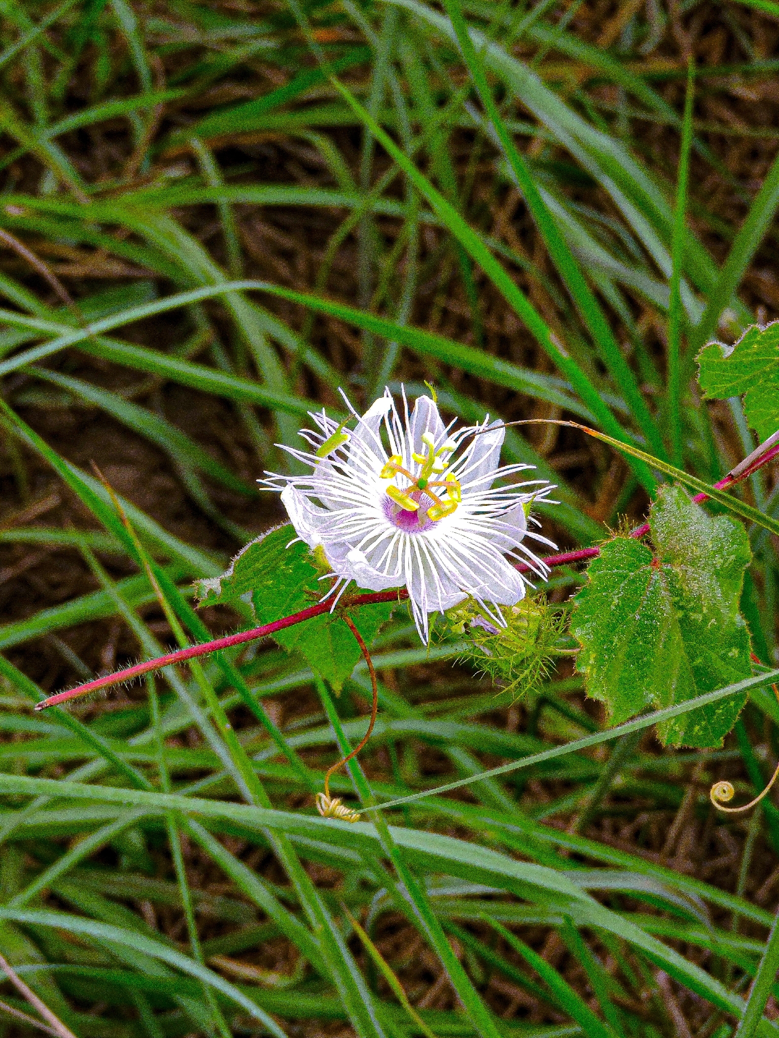Passiflora foetida