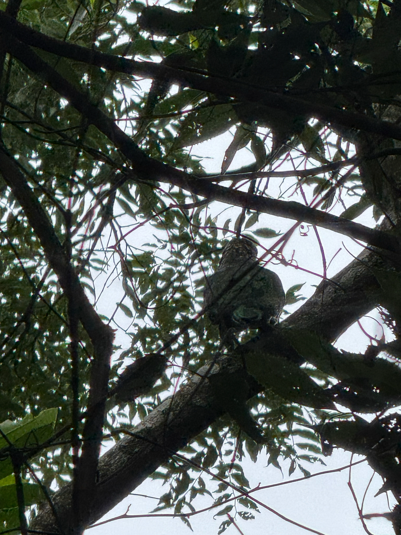 Scaly-headed Parrot (Pionus maximiliani), photo 6