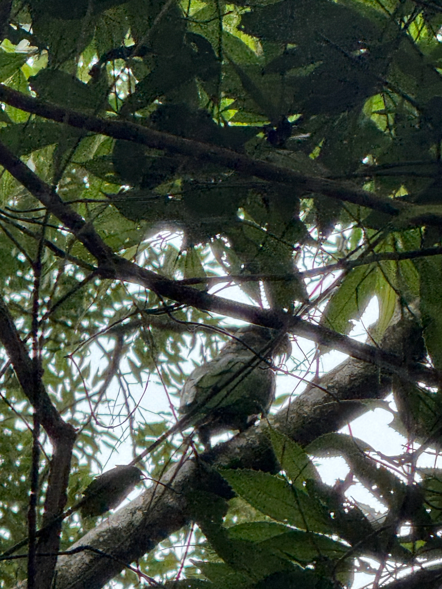 Scaly-headed Parrot (Pionus maximiliani), photo 4