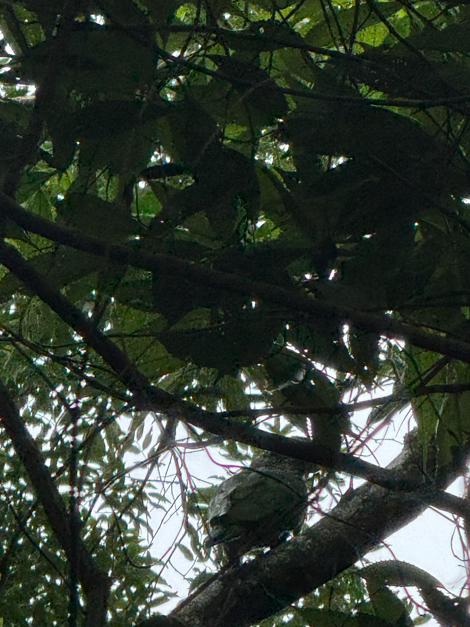 Scaly-headed Parrot (Pionus maximiliani), photo 7