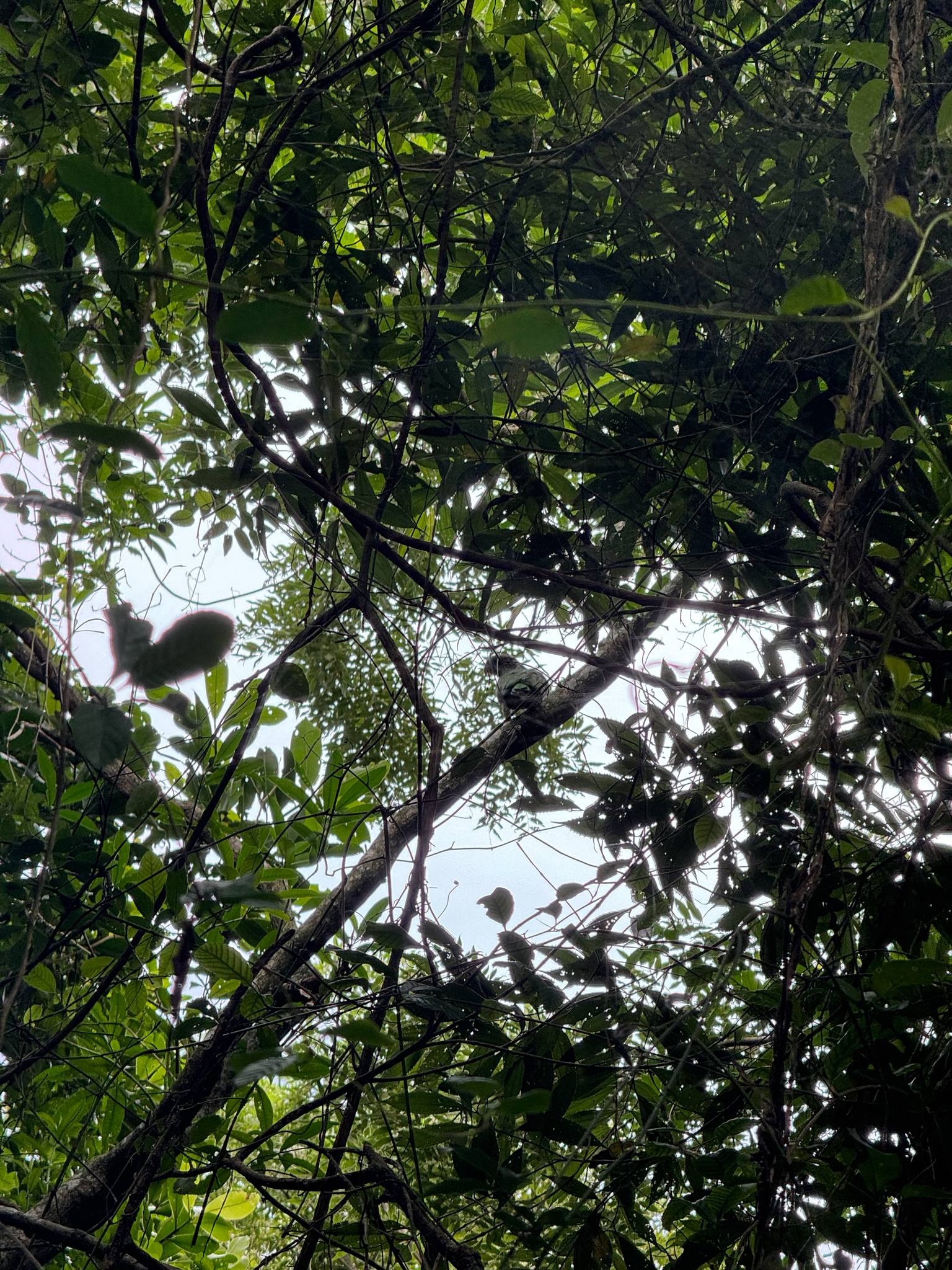 Scaly-headed Parrot (Pionus maximiliani), photo 5