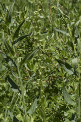 Platanthera sparsiflora