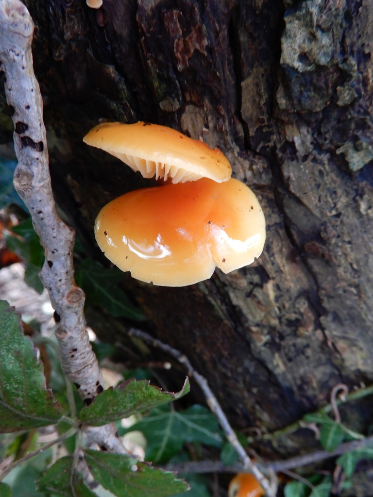 Flammulina velutipes · February 2026 · photo: © cryptomarasmius (iNaturalist, cc-by)