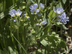 Polemonium californicum