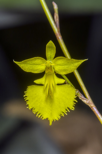 Tolumnia calochila
