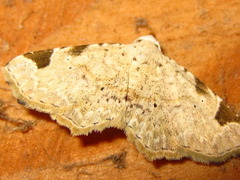 Aventiola trigonifera