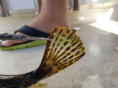 Platycephalus laevigatus