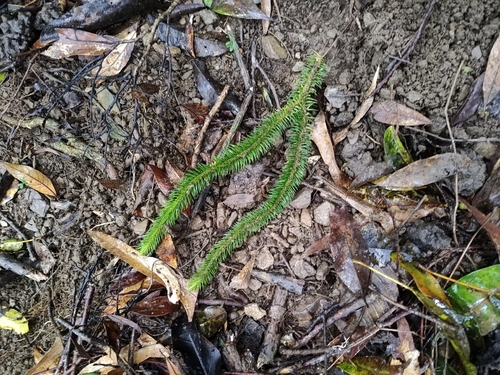 Phlegmariurus squarrosus observed 2026-02-28