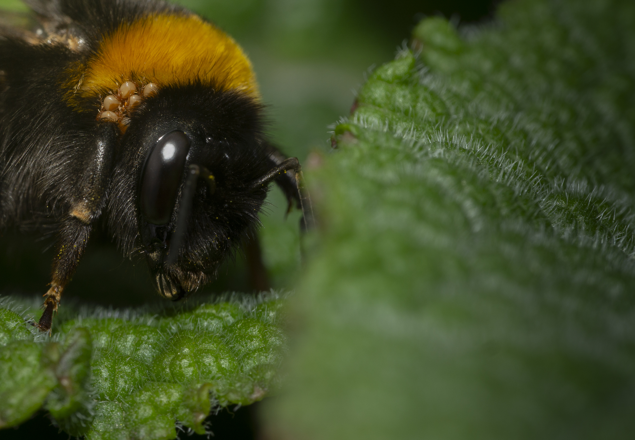 Parasitellus fucorum (De Geer, 1778)