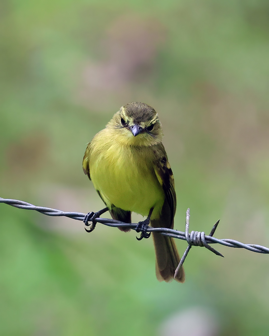 Yellow Tyrannulet (Capsiempis flaveola), photo 7