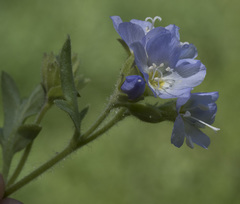 Polemonium californicum