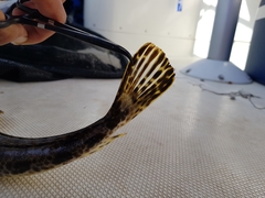 Platycephalus laevigatus