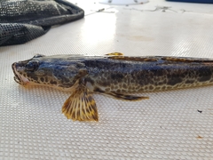 Platycephalus laevigatus