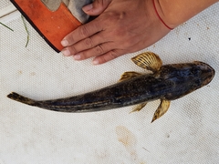 Platycephalus laevigatus