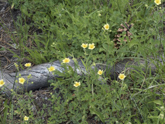Drymocallis lactea austiniae