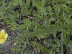 Drymocallis lactea austiniae