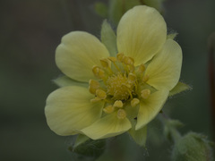 Drymocallis lactea austiniae