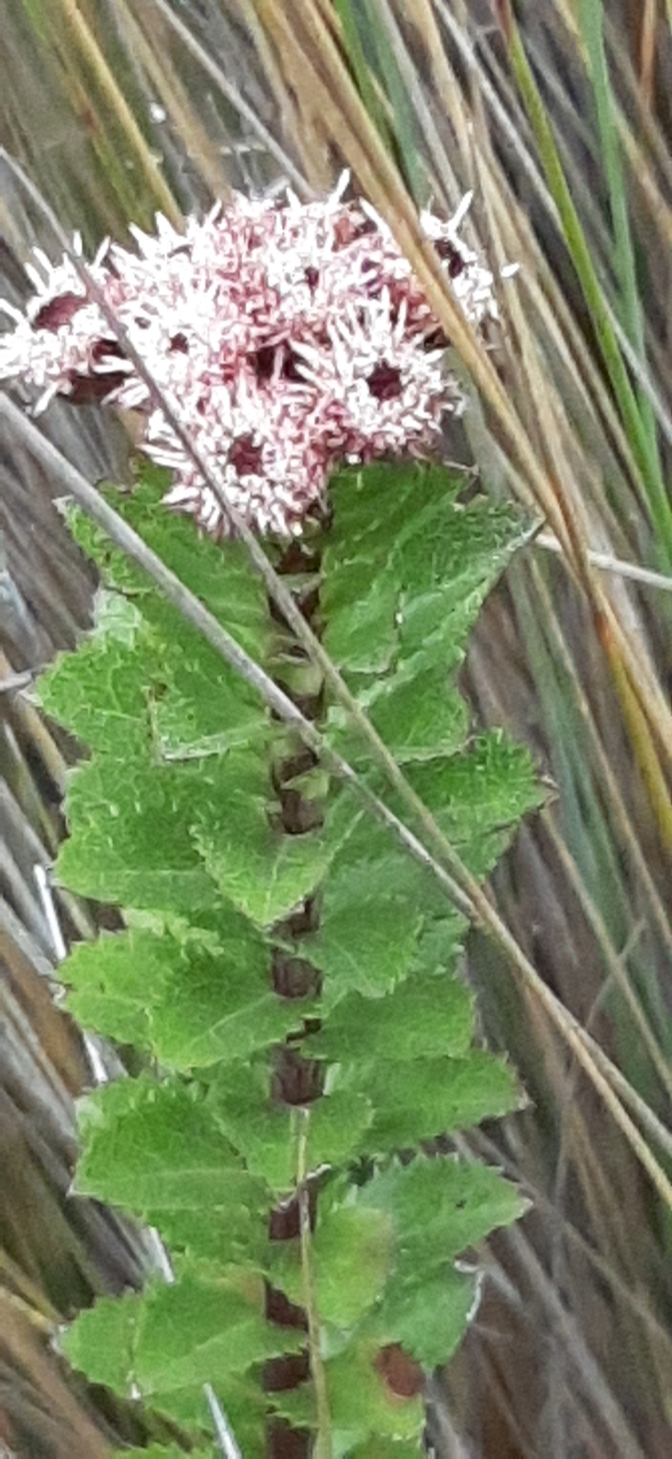 Baccharis arbutifolia image