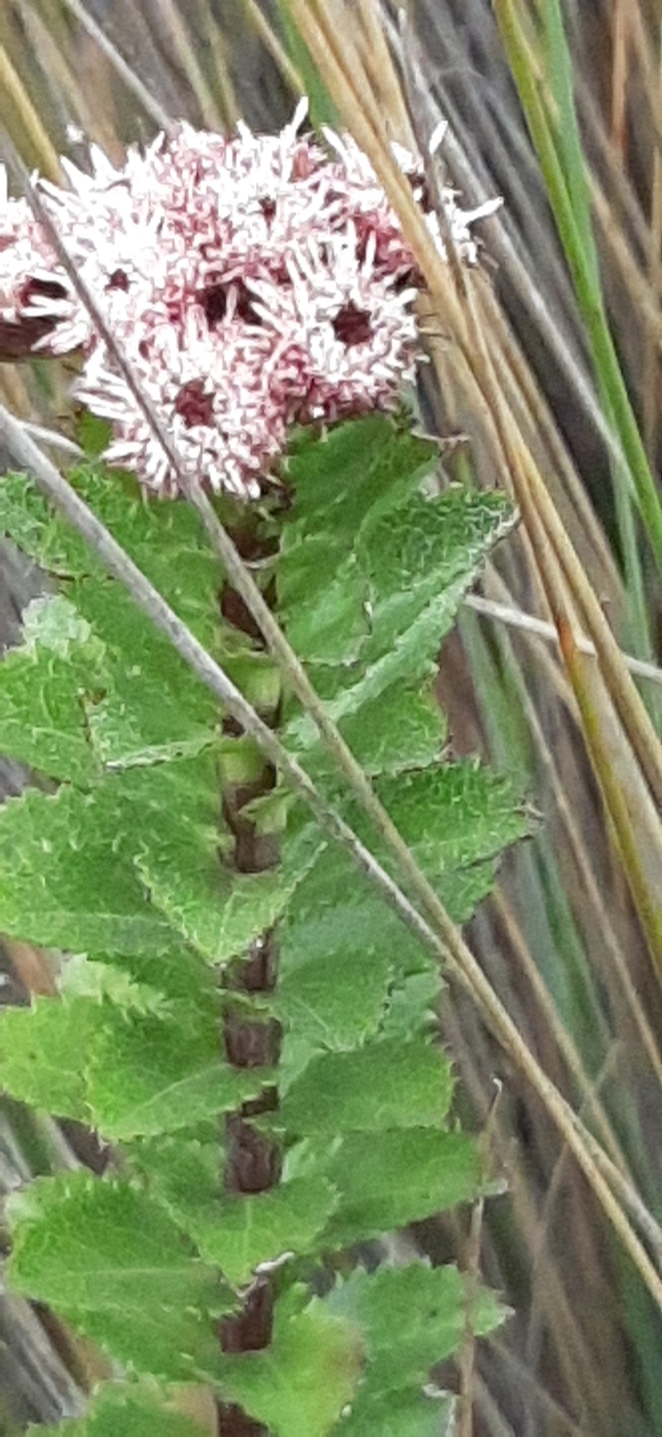 Baccharis arbutifolia image