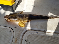 Platycephalus laevigatus