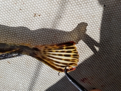 Platycephalus laevigatus