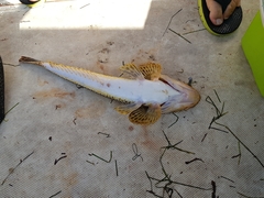 Platycephalus laevigatus