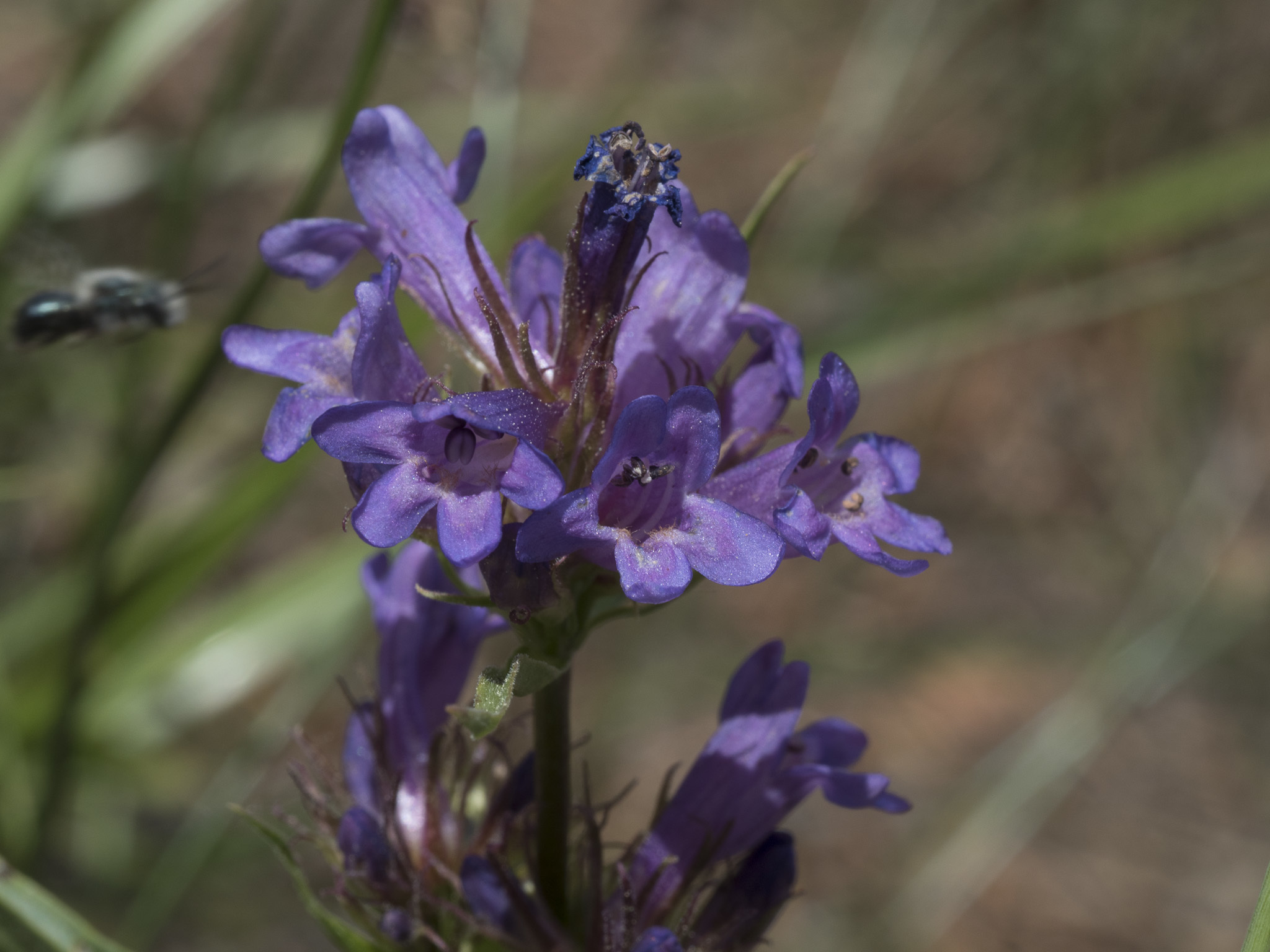Penstemon heterodoxus var. shastensis