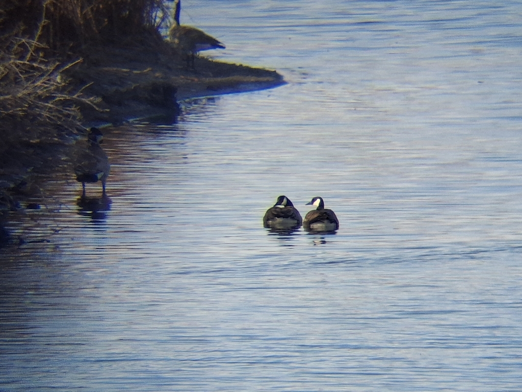 Springfield Goose Canada Goose from Springfield, ID 83277, USA on February 28, 2026 at 09 ...