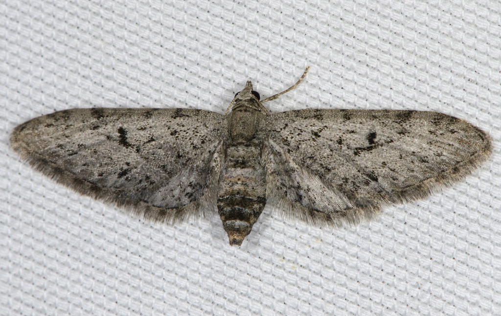 Eupithecia macdunnoughi