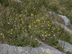 Drymocallis lactea austiniae