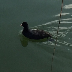 Fulica atra
