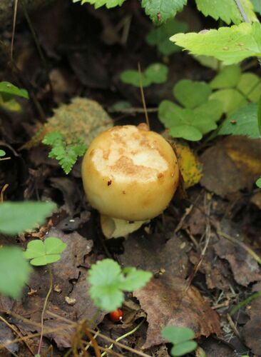 Наблюдение на iNaturalist