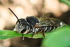 Coelioxys sayi
