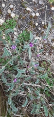 Astragalus geminiflorus