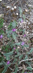 Astragalus geminiflorus