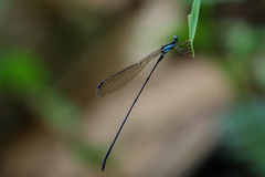 Nesobasis selysi