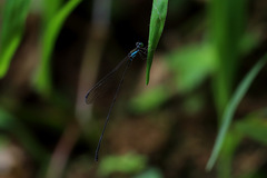 Nesobasis selysi