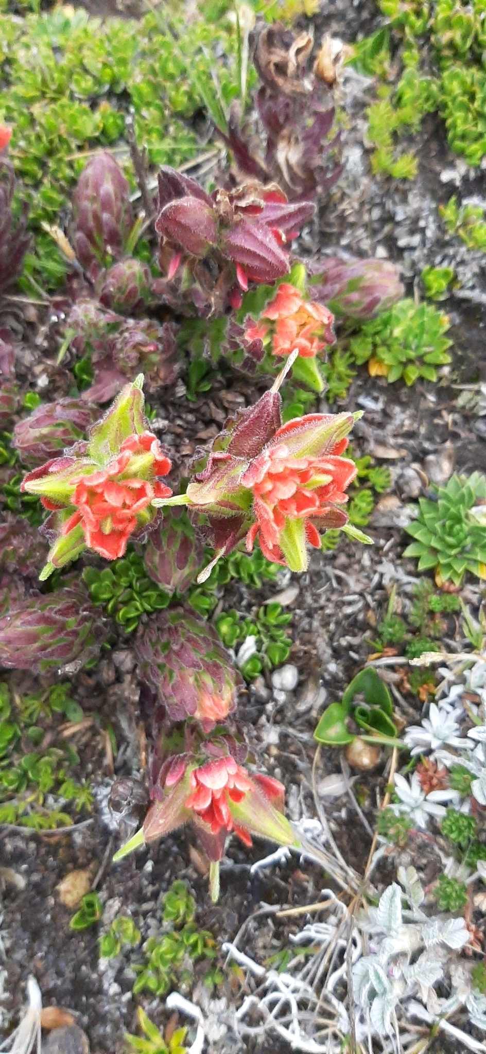 Castilleja nubigena image