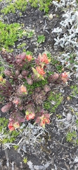 Castilleja nubigena