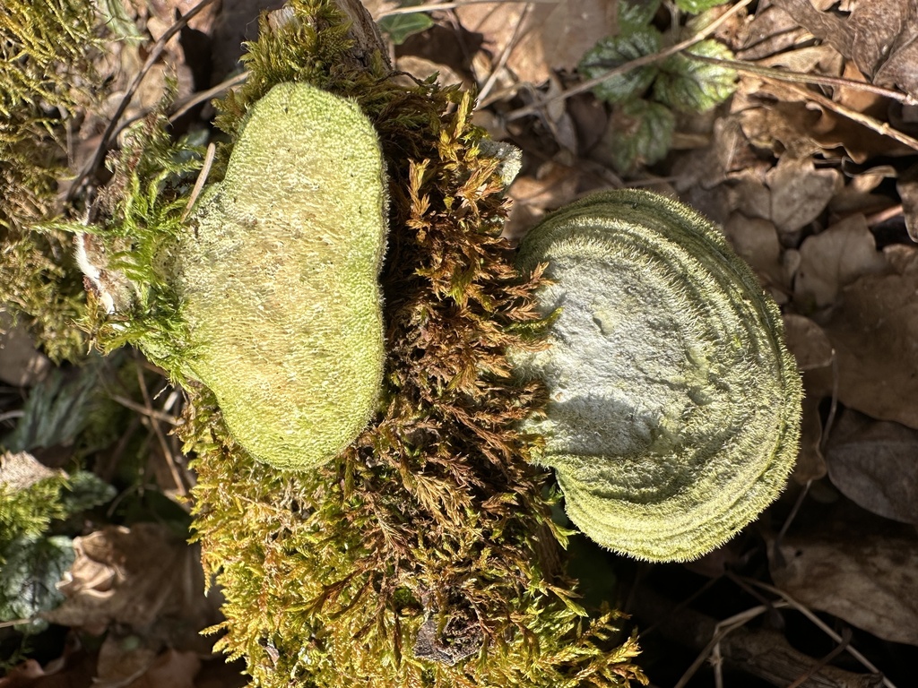 Trametes hirsuta · February 2026 · photo: © katrin_simon (iNaturalist, cc-by)
