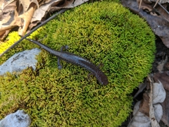 Plethodontinae
