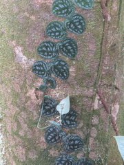 Monstera tuberculata