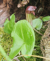 Arisarum vulgare vulgare