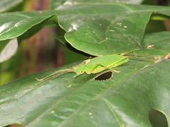 Pterophyllini